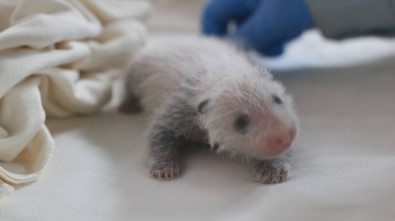 Çin'de Doğan Dev Pandalar Muayene Edildi