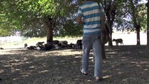 BAĞıVAR - Diyarbakırlı Çoban, İngilizce Öğretmeni Olmak İstiyor