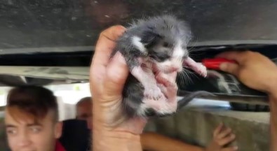Otomobilin Motoruna Sıkışan Yavru Kediyi İtfaiye Kurtardı