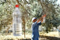 BOZKÖY - Sinek Tuzağa Takıldı, 82 Bin Zeytin Ağacı Kurtuldu