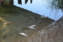 AYNALı SAZAN - Sinop'taki Balık Ölümlerinin Sebebi Belli Oldu