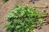 HINT KENEVIRI - Aliağa'da Uyuşturucu Baskını