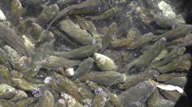 Beyşehir Gölü'ne Yavru Sazan Takviyesi