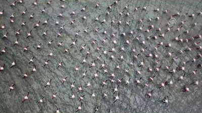 Burdur Yarışlı Gölü'nde Flamingo Yoğunluğu