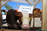 TÜRK LIRASı - Kurban Pazarlarından Türk Lirası'na Destek