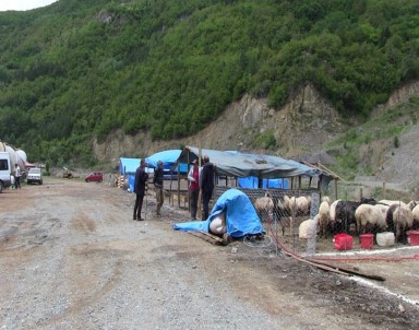Sığır Çiçeği Büyük Baş Hayvanları Vurdu