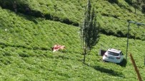 Trabzon'da otomobil çay bahçesine uçtu: 1 ölü Haberi