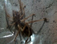 KARIN AĞRISI - Türkiye'de Et Yiyen Örümcek Var Mı ?