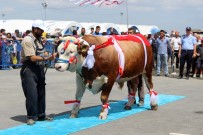 AHMET ÇAKAR - Birbirinden Güzel Kurbanlıklar Podyumda Boy Gösterdi