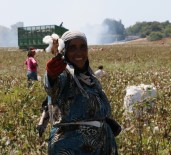 KIRAÇ - Çukurova'da Pamuk Hasadı Başladı