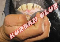 KURBANLIK HAYVAN - Kurbanlık Alırken Nelere Dikkat Etmeli