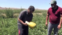 BAHRİ YILMAZ - Yozgat'ta Kavun Karpuz Hasadı Başladı