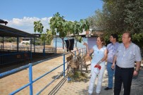 DALAMA - Dalama Hayvan Pazarı Bayrama Hazırlanıyor