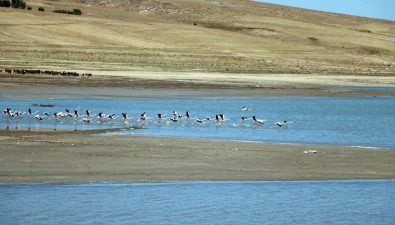 Flamingolar Beslenmek İçin Yozgat'taki Gelingüllü Barajı'na Geldi