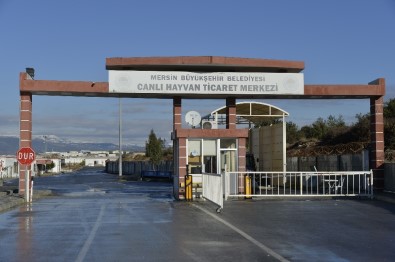 Mersin Büyükşehir Belediyesi'nden Veteriner Hekim Kontrolünde Kurban Kesimi