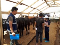 ÜMRANİYE BELEDİYESİ - Ümraniye'de Kurban Pazarı Denetimleri Devam Ediyor