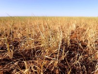 BİTKİSEL ÜRÜN - Üreticilerin Hasar İhbarında Bulunması Kolaylaştı