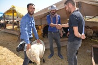 KURBANLIK HAYVAN - Hayvan Pazarında Yoğunluk Yaşanıyor