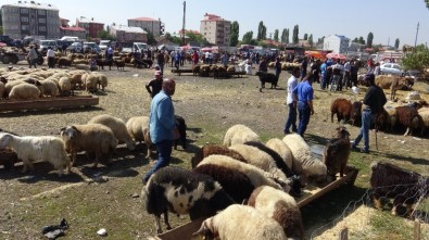 Kars'ta Kurban Pazarında Bayram Yoğunluğu