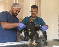 RÖNTGEN - Yaralı Kaya Kartalı Kurtarıldı