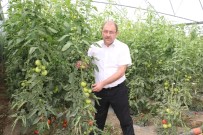 TEOMAN - Erzincan'da Sera Yatırımları Devam Ediyor