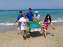 CARETTA CARETTA - Güzelçamlı Sahilinde Ölü Caretta Caretta Bulundu