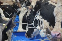 PIYASALAR - Konya'da Kurbanlıklar Alıcılarını Bekliyor