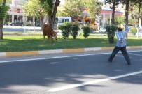 ALTINŞEHİR - Kurbanlık Dana Ortalığı Birbirine Kattı