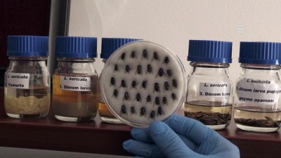 Sinek Larvaları Hastalara Şifa Oluyor