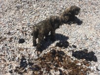 YAVRU KÖPEK - Zifte Saplanan Köpek Yavruları Ölmek Üzereyken Kurtarıldı