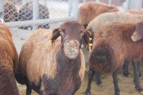 Bingöl'de Kurbanlık Satışları Başladı