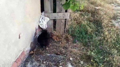 Fare Yiyen Tavuk Şaşırttı