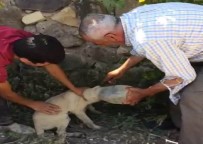 YAVRU KÖPEK - Kafası Pet Şişeye Giren Yavru Köpek İçin Seferber Oldular