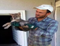 ÇAKAL - Kümesine Dadanan Çakala Nasihat Etti