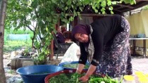 PÜF NOKTASı - Sebzelerin Turşuya Dönüşen Lezzet Yolculuğu