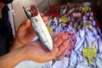 ÇINGENE - Sezonun İlk Palamutları Yüz Güldürdü