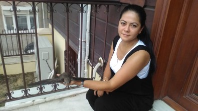 Tekirdağ'da Ebabil Kuşu Bulundu