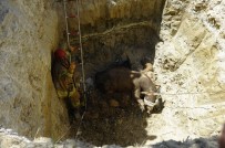 BEYLIKDÜZÜ BELEDIYESI - Kurbanlık Hayvan 5 Metrelik Çukura Düştü