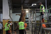 KURBANLIK HAYVAN - Monoray Sistem İle 4 Dakikada Kurban Kesimi