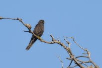 YUNAN ADALARI - Karacabey Longozu'nda 270.Tür Böyle Kaydedildi