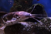 İNCİ KEFALİ - (Özel) Van'da 'Akvaryum Müzesi' Kuruldu