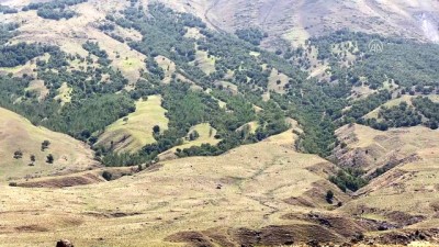 Ağrı Dağı'nın 'Huş' Ormanı