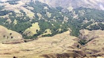 ORMAN İŞLETME MÜDÜRÜ - Ağrı Dağı'nın 'Huş' Ormanı