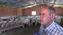 HASAN AKSOY - Et Açığı Tescilli Eşme Koyunuyla Azaltılacak