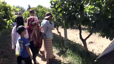 Isparta Üzümü Hasadına Çinli İlgisi