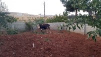 KURBANLIK HAYVAN - Kaçan Kurbanlıklar 1 Kişiyi Yaraladı
