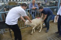 KURBANLIK HAYVAN - Kurbanlık Almak İçin Bayram Günün Beklediler