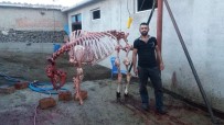 TAŞPıNAR - Kurban iskeletiyle hatıra fotoğrafı!