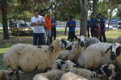 Kaçan Kurbanlık Koyunlar 'Sahibiyim' Diyene Yediemin Olarak Verildi
