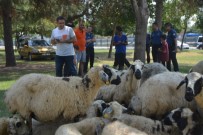 TÜRKMENBAŞı - Kaçan Kurbanlık Koyunlar 'Sahibiyim' Diyene Yediemin Olarak Verildi